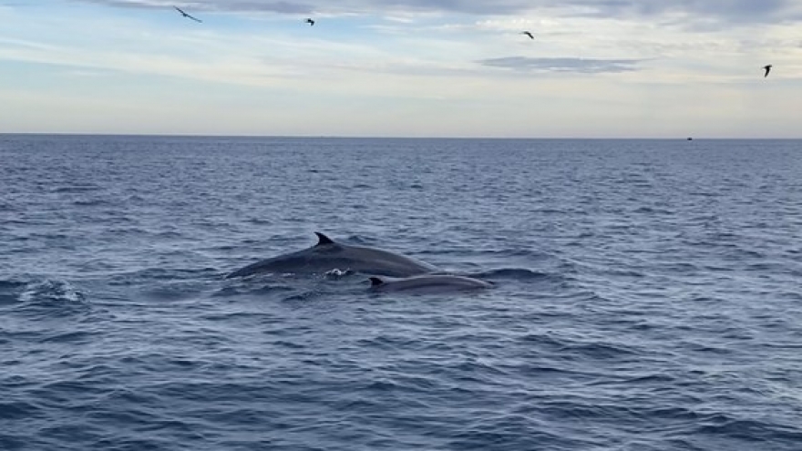 Seven blue whales spotted off south-central Vietnamese coast